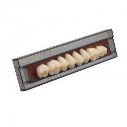 SR Orthotyp A-D 8 darabos hátsó fogsor U N3U A2 Ivoclar