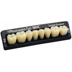 Dinti Phonares Ii Posterior Set 8